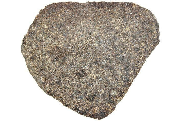 Polished Chondrite Meteorite Slice ( g) - Morocco #238062